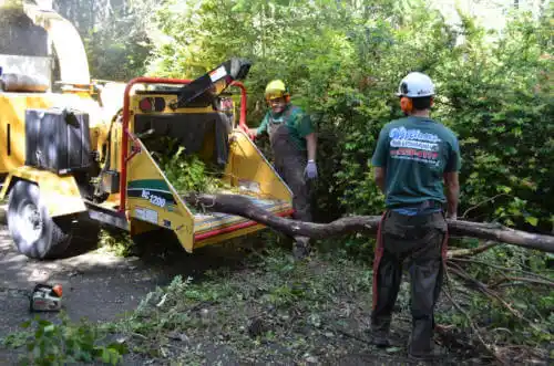 tree services Kayenta